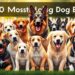 Top 10 Most Loyal Dog Breeds